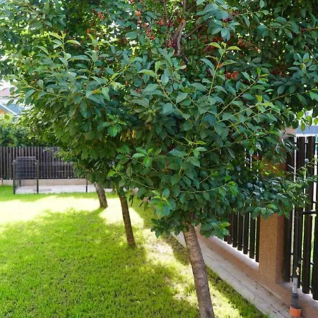 Pensiunea Grand 3*